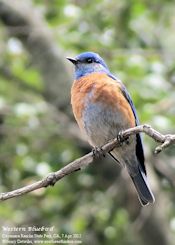 western bluebird